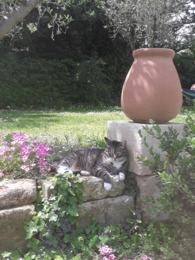 Mas" La Maison De Mon Pere " Proche Avignon A Pujaut Εξωτερικό φωτογραφία